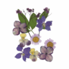 Bloemen - Bladeren - Meeldraden