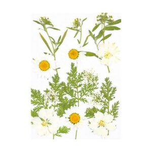 Droogbloemen Wit Vacuumverpakt
