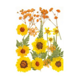 Droogbloemen Geel Vacuumverpakt