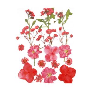 Droogbloemen Rood Vacuumverpakt