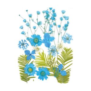 Droogbloemen Helder Blauw Vacuumverpakt