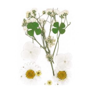 Droogbloemen Wit Vacuumverpakt