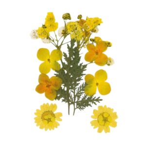 Droogbloemen Geel Vacuumverpakt
